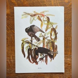 Vintage Audubon Birds of America Lithograph Print, Fish Crow